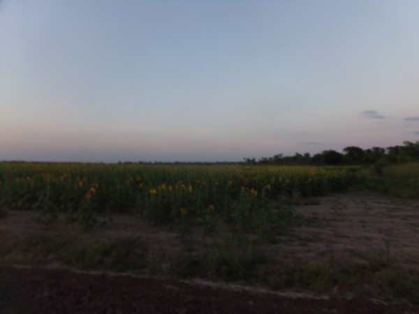 SE VENDE CAMPO. LOCALIDAD DE NAPENAY
