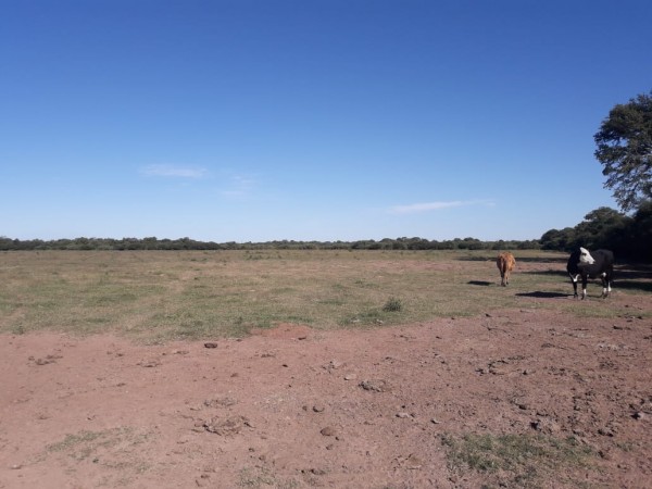SE VENDE CAMPO. VILLA ANGELA-CHACO.
