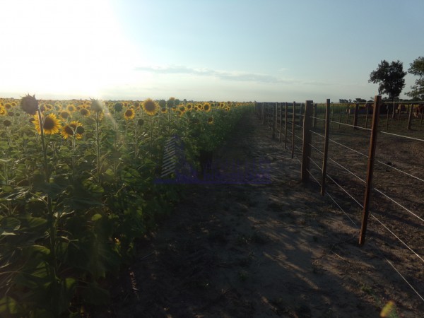 SE VENDE CAMPO. LOCALIDAD DE NAPENAY
